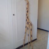 Sophie the giraffe