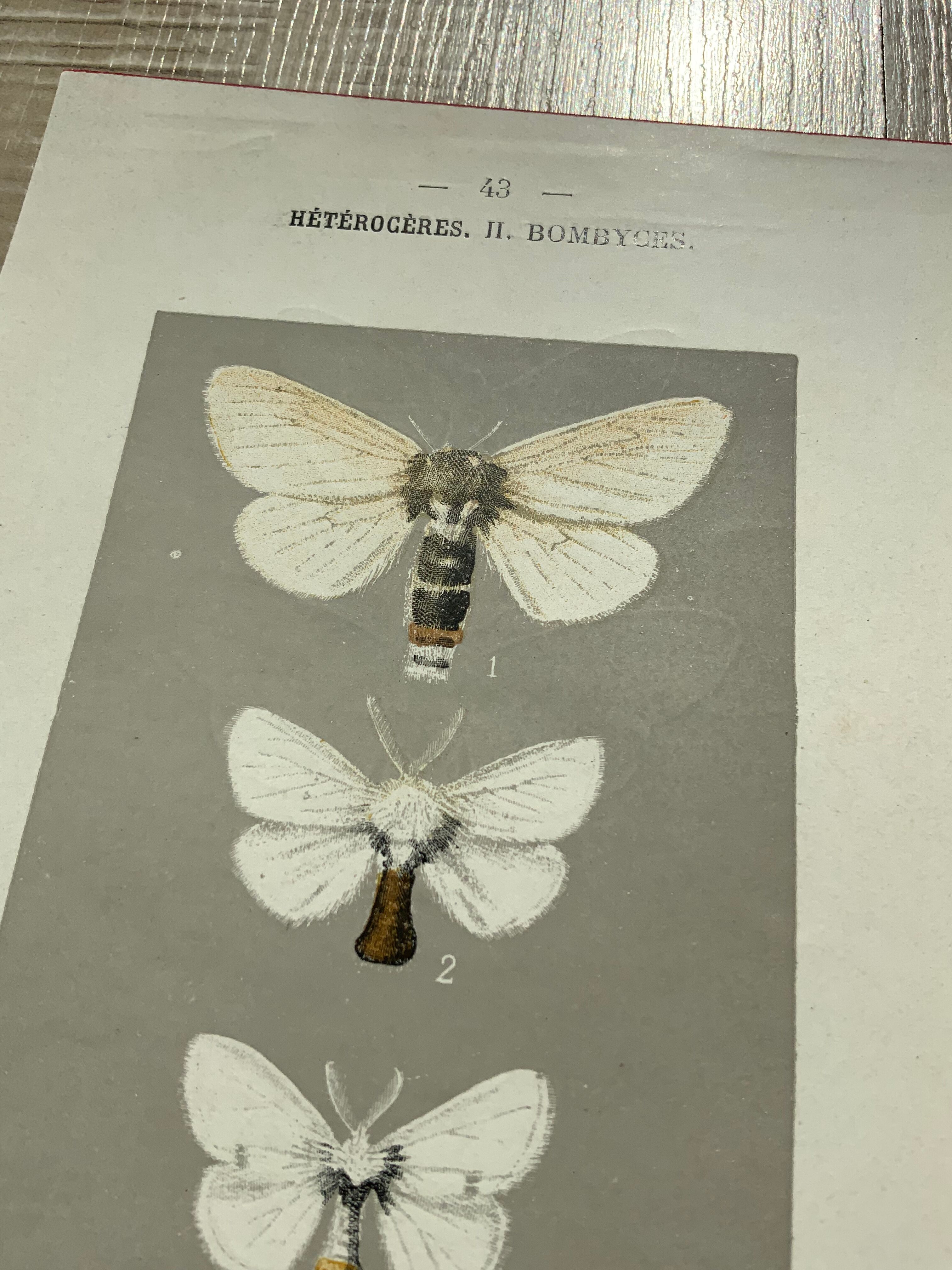 Planche botanique vintage gravure papillon ancienne 1903 double face G. Denise