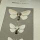 Planche botanique vintage gravure papillon ancienne 1903 double face G. Denise