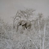 Anonymous silver photo elephant africa circa 1970