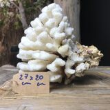 Coral cluster