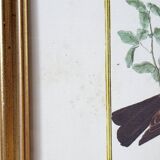 Red bird frame