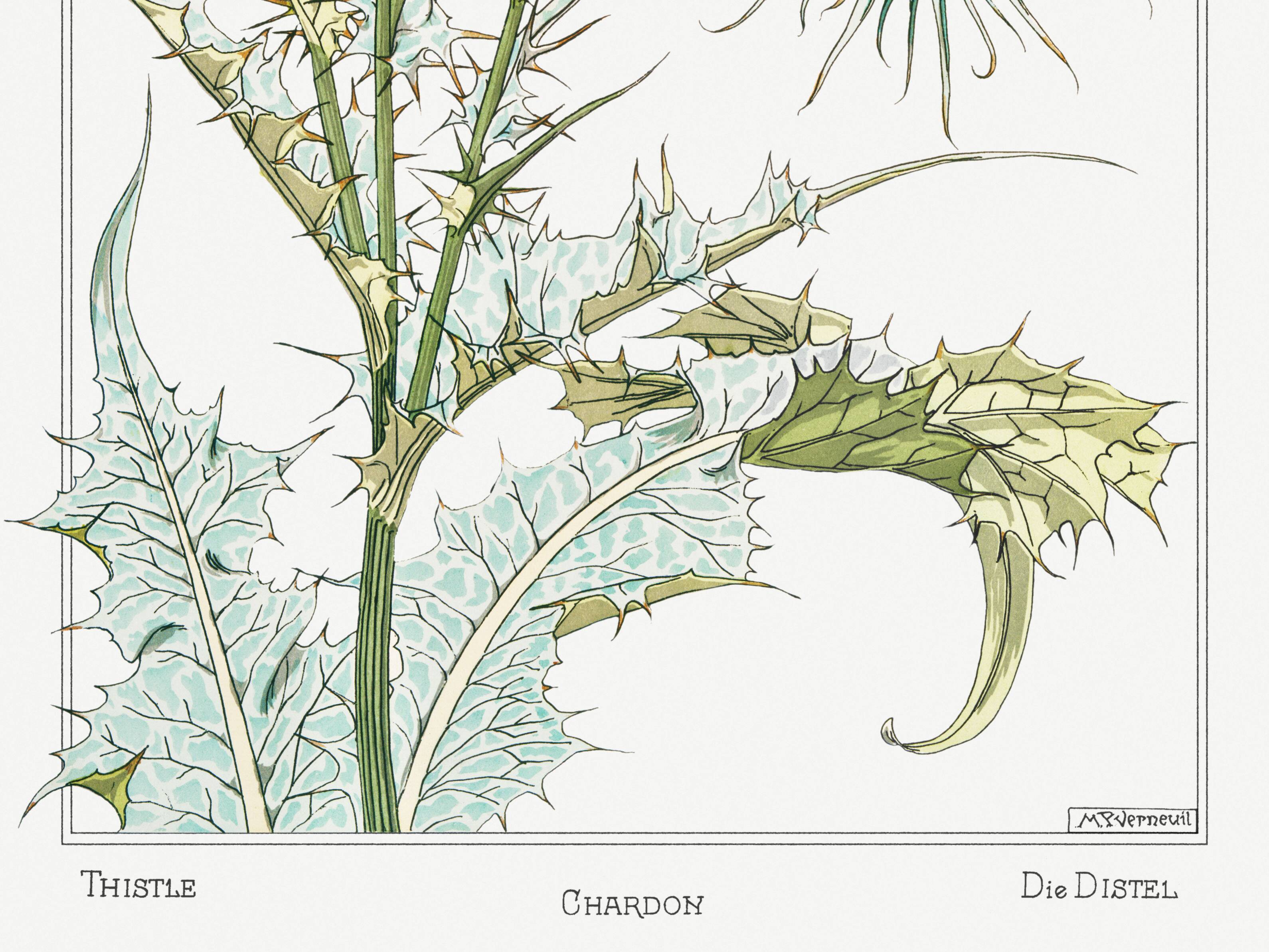 Poster “Thistle”, after an Art Nouveau lithograph from 1897