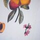 Vintage Botanical Engraving – Cherries, Arti Grafiche Ricordi
