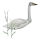 Planche cygne sauvage