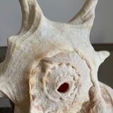 Shell horned helmet 25 cm