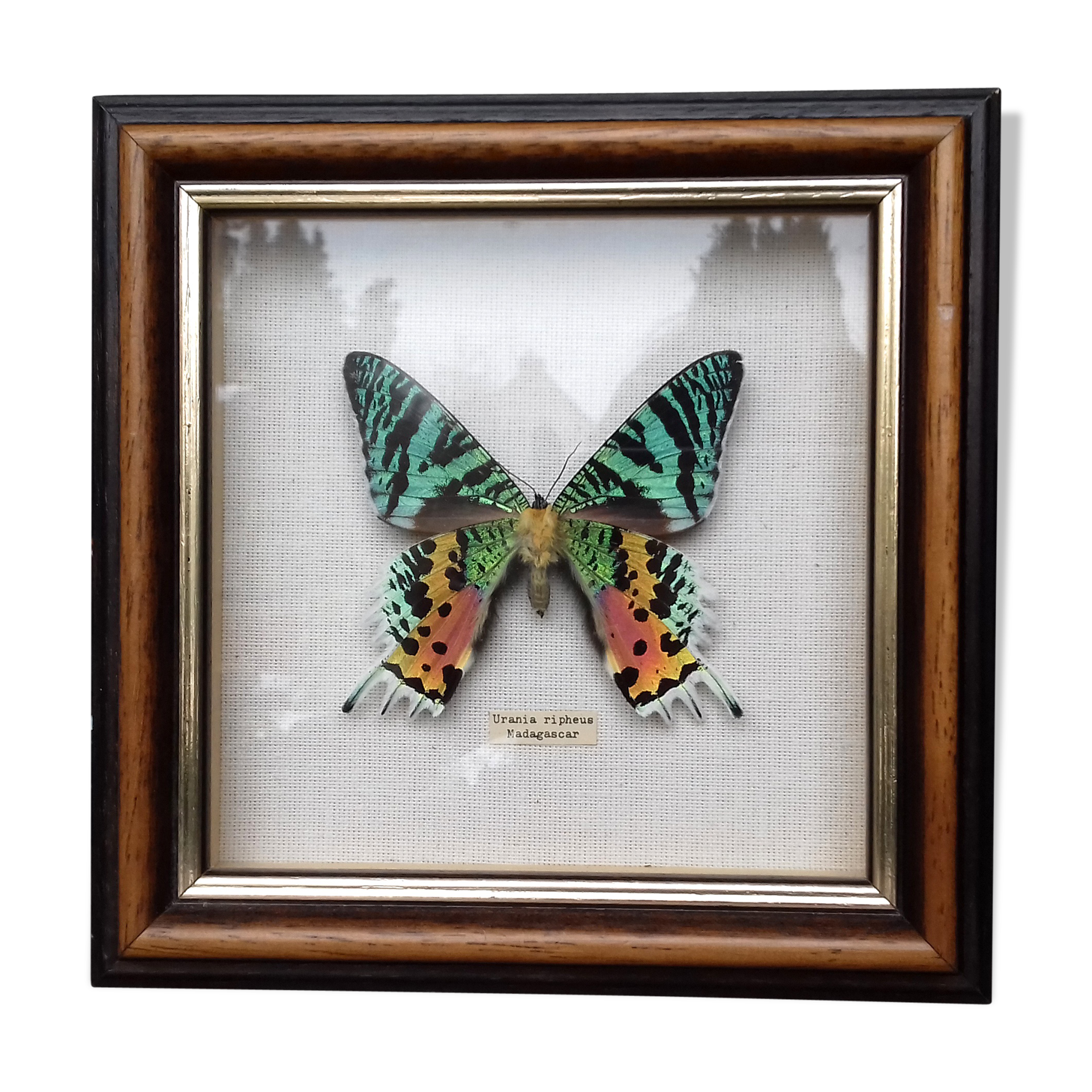 Cadre papillon exotique
