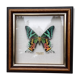 Cadre papillon exotique
