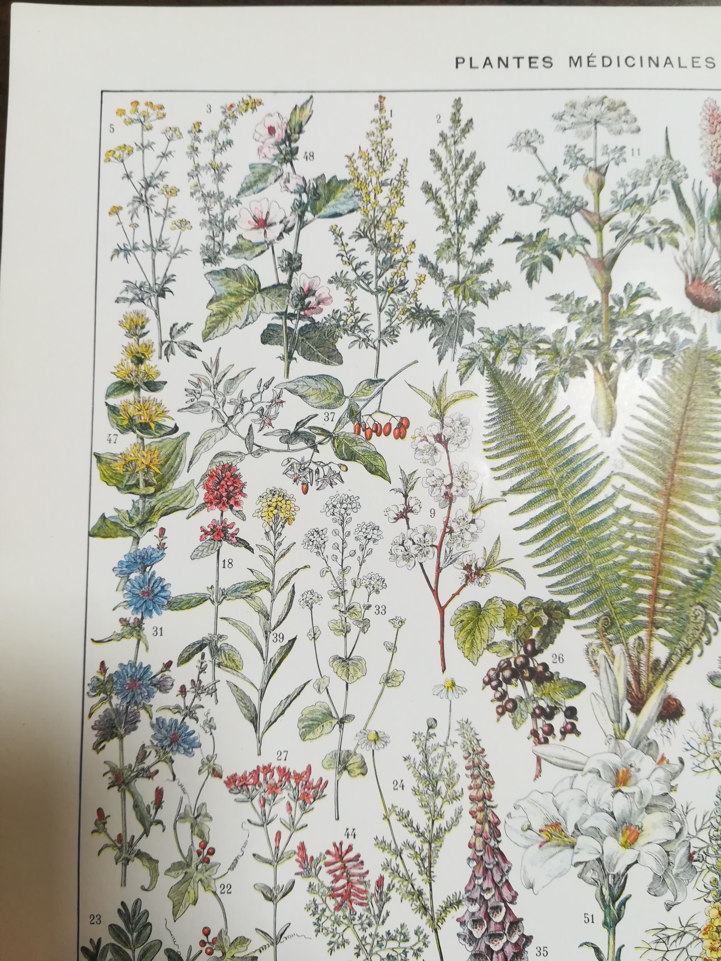 Lithograph on medicinal plants from 1928 (absinthe)