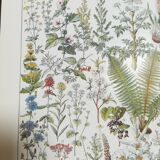Lithograph on medicinal plants from 1928 (absinthe)