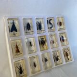 Set of 15 insects