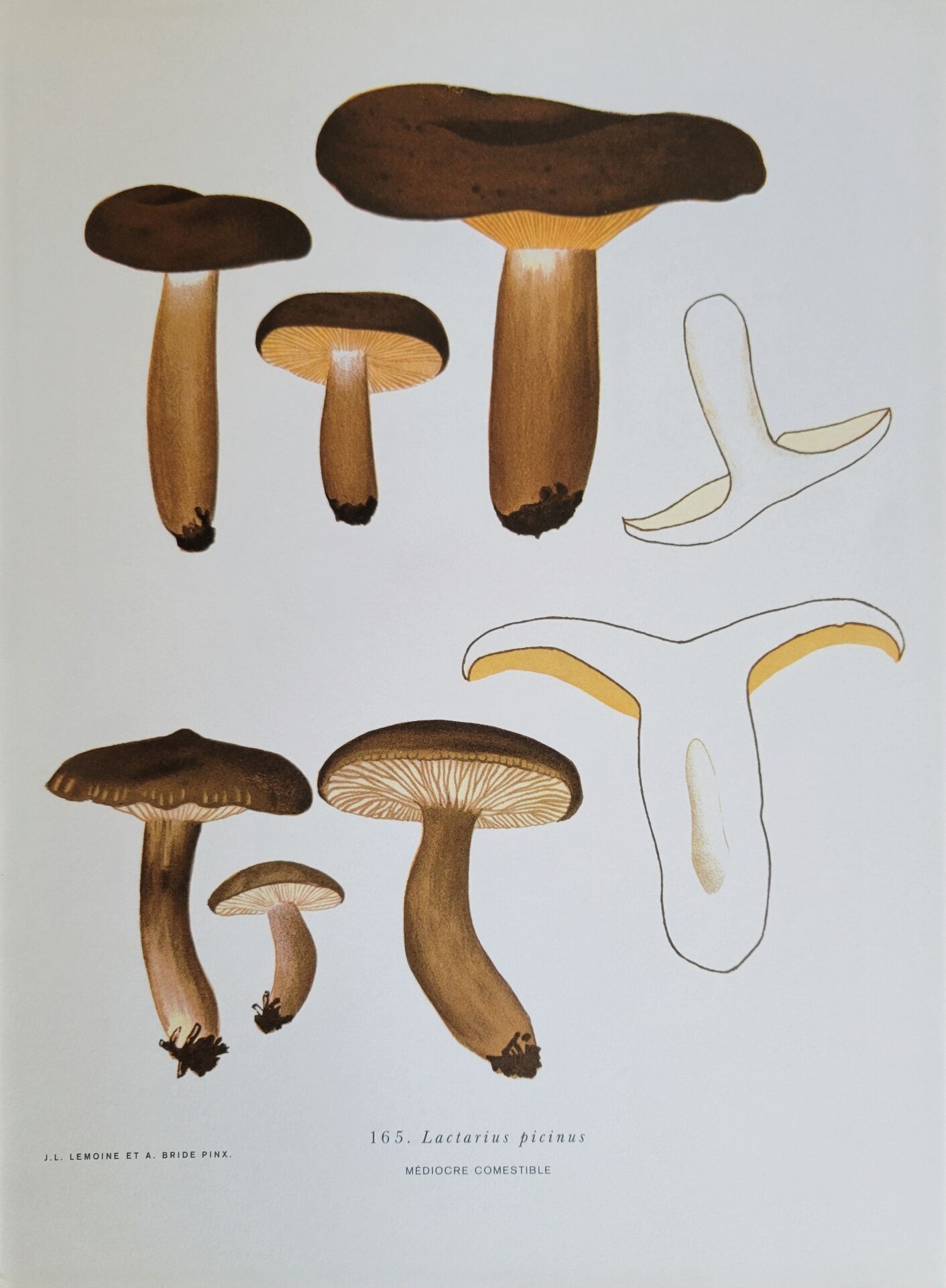 Botanical plate mushroom, 1960