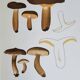 Botanical plate mushroom, 1960