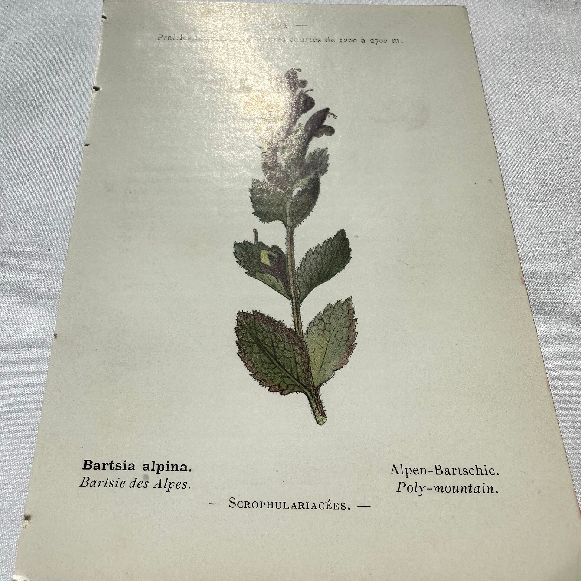 Antique botanical plate hand-coloured – 19th-century decoration