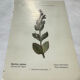Antique botanical plate hand-coloured – 19th-century decoration