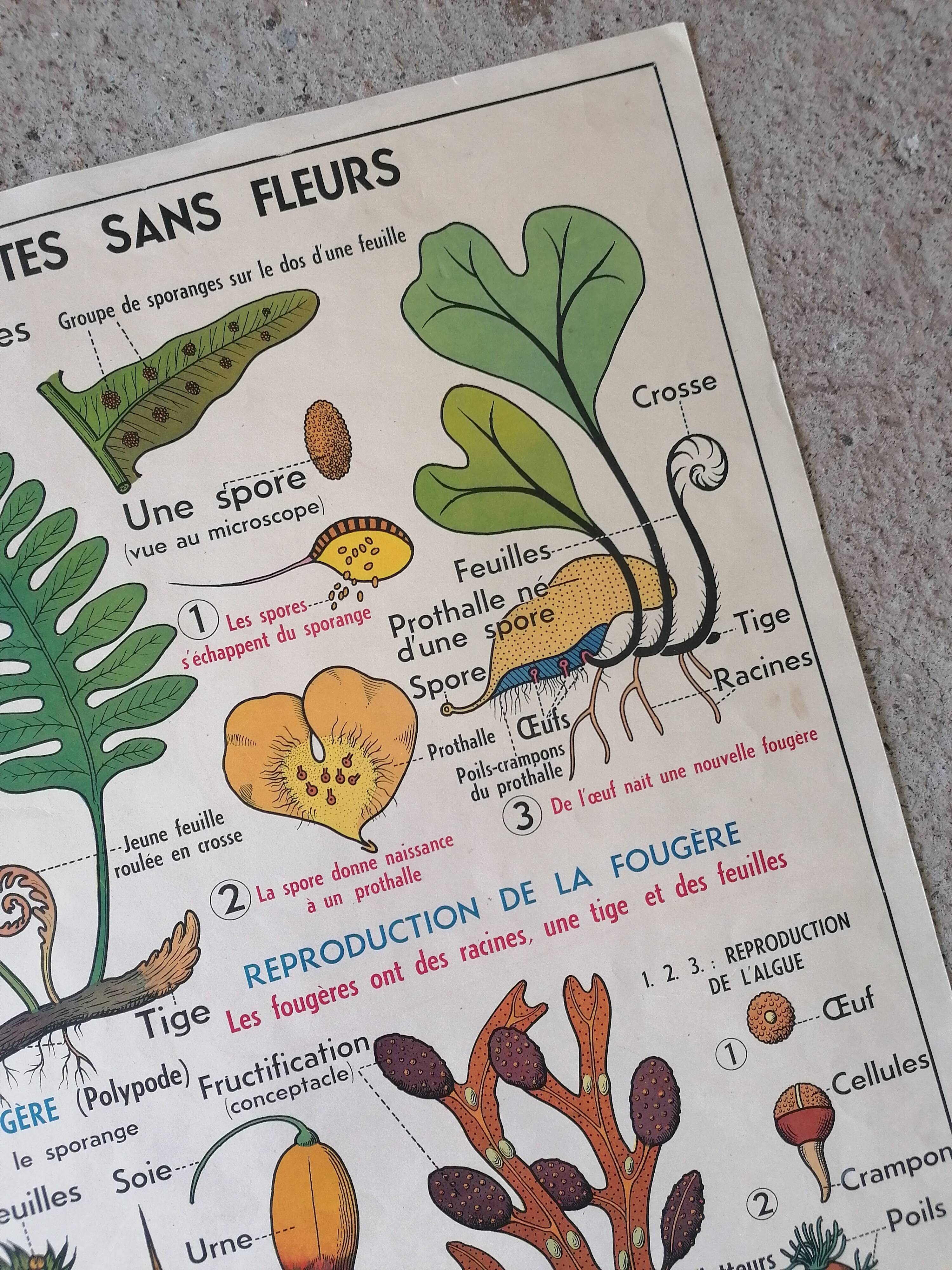 Old MDI school poster: Plants without flowers & Wheat, grasses.