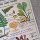 Old MDI school poster: Plants without flowers & Wheat, grasses.