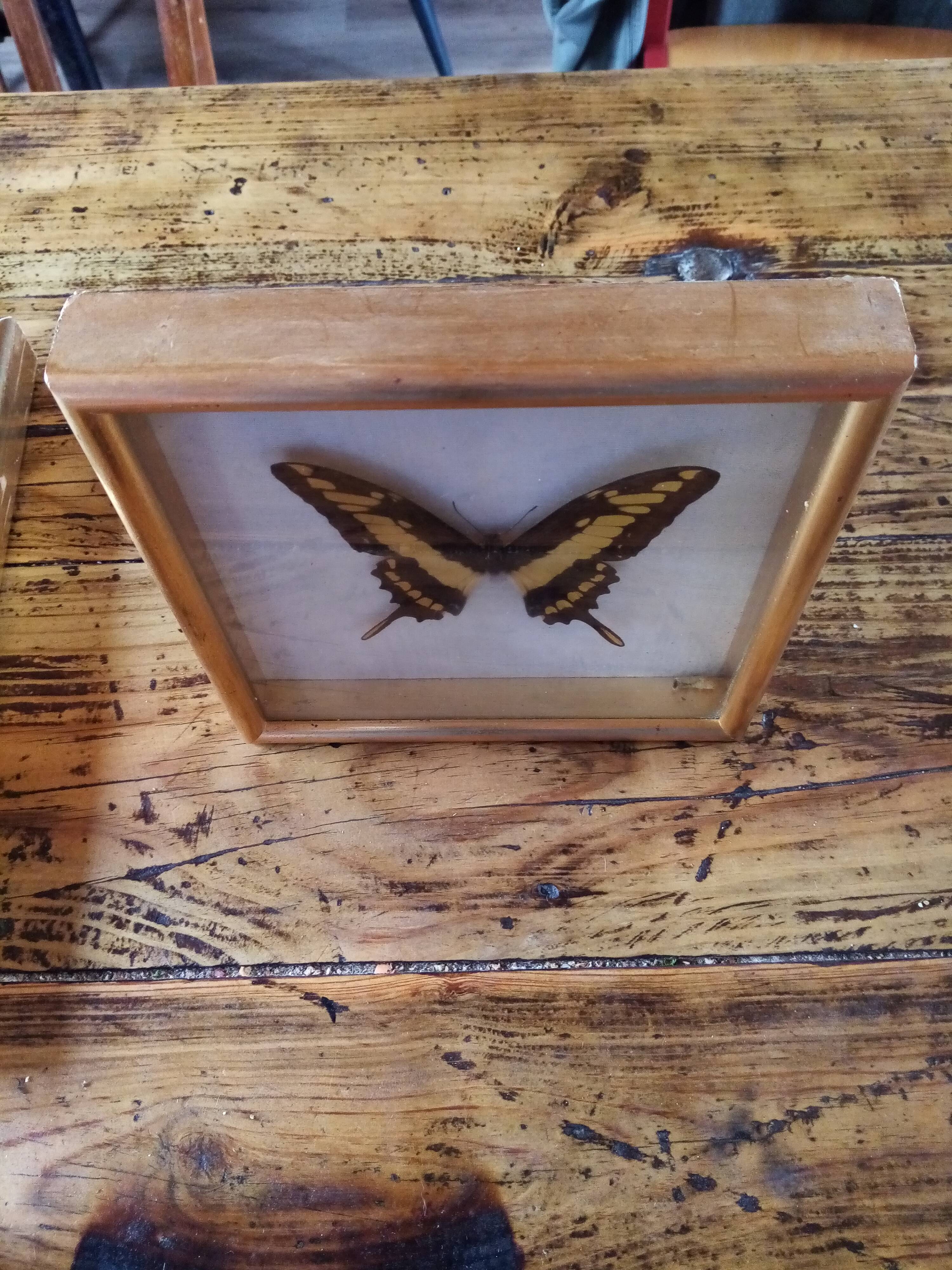 Butterfly frame