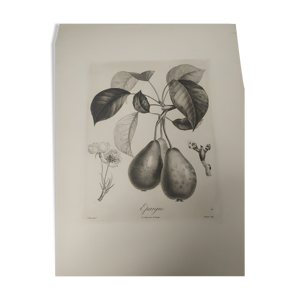 Gravure fruit poirier