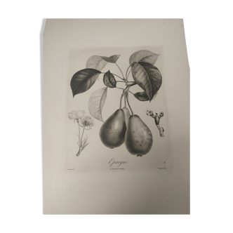 Gravure fruit poirier