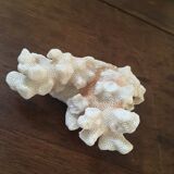 Ancient corals