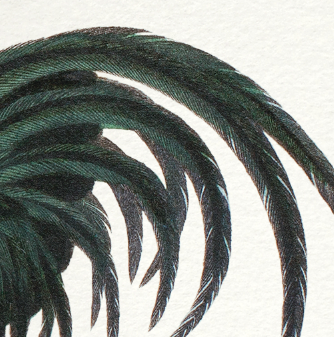 Set of 2 framed chimera lithograph animal engraving