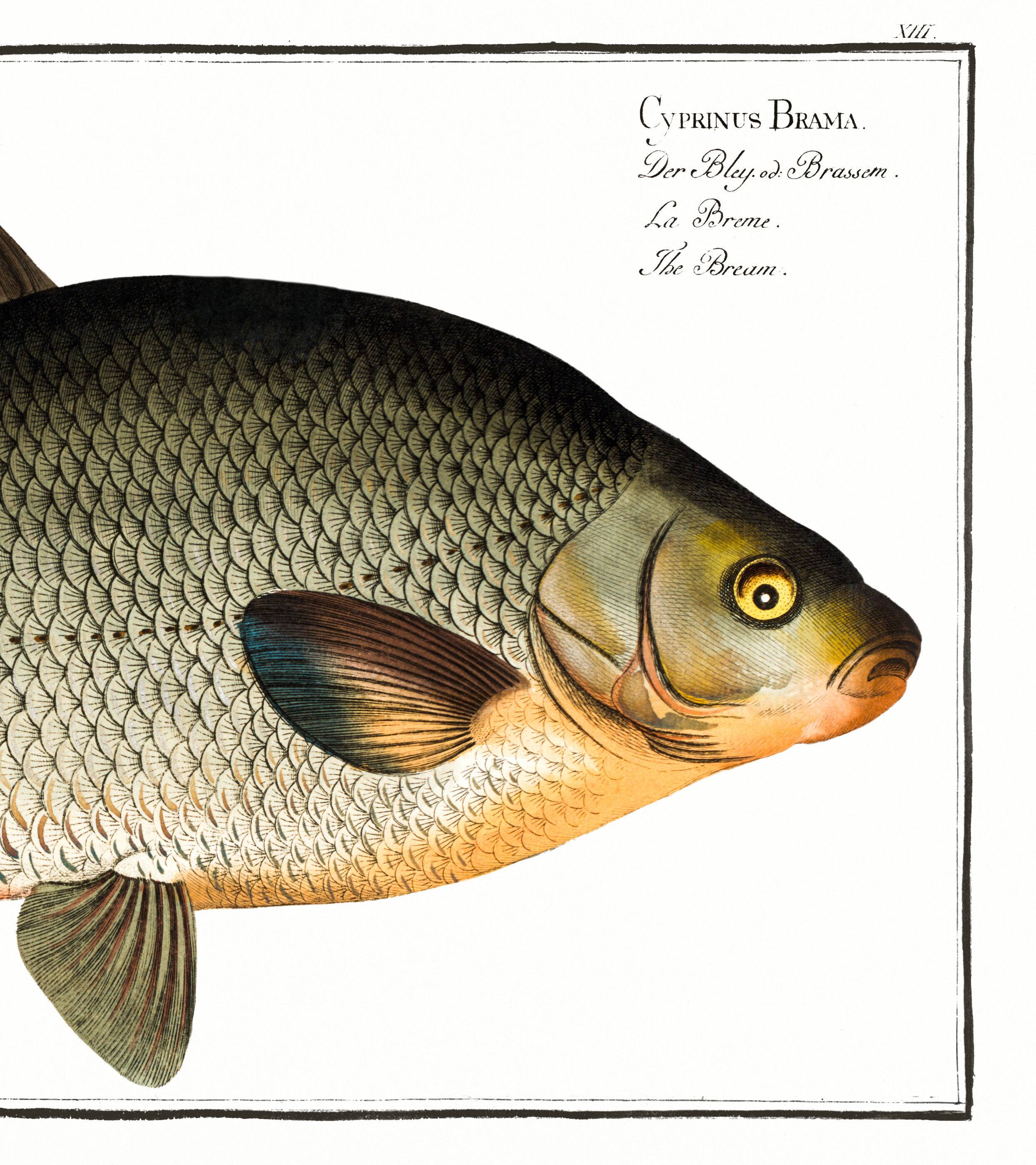 Poster about the bream, a freshwater fish, based on an old engraving