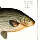 Poster about the bream, a freshwater fish, based on an old engraving