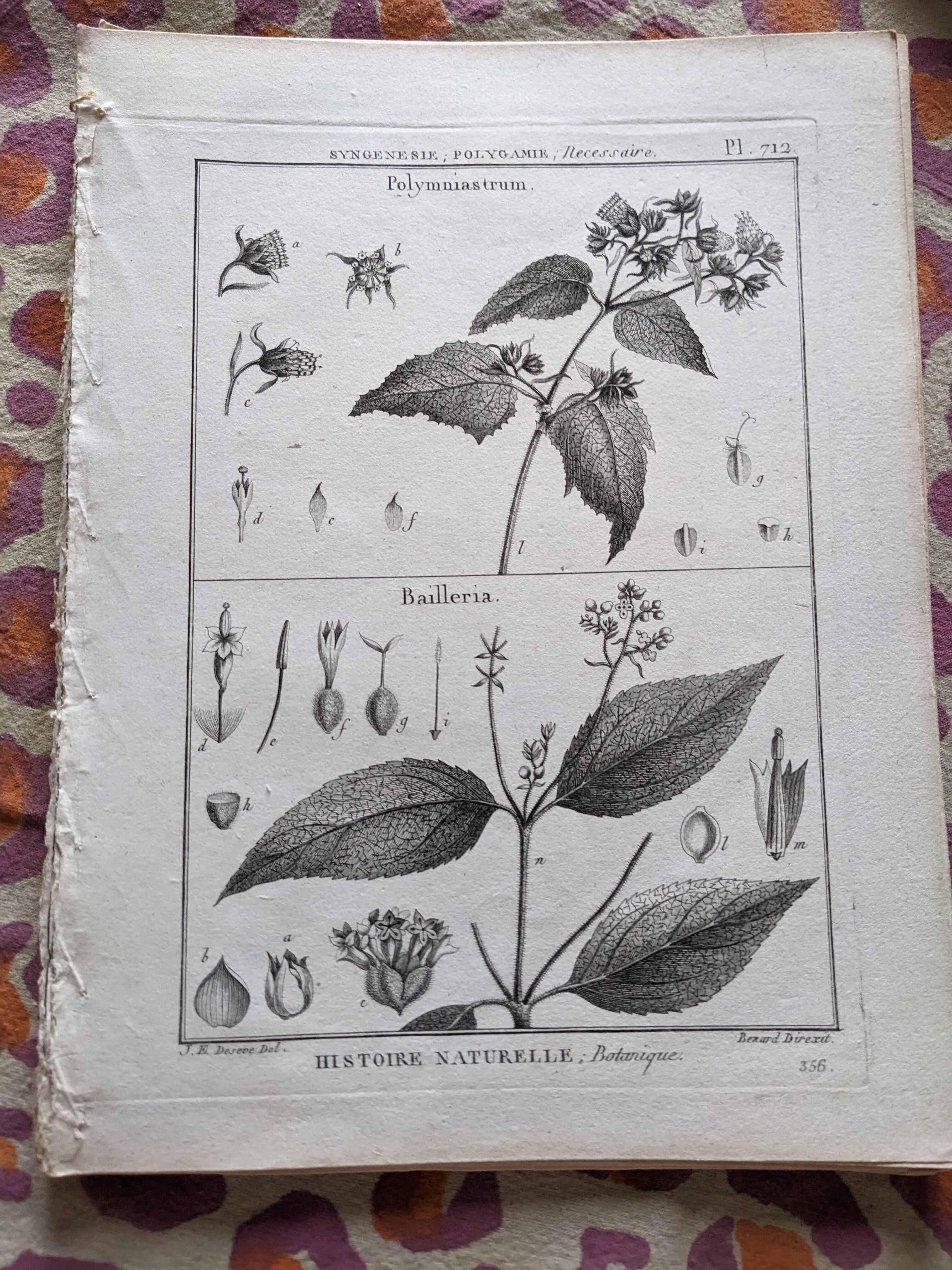 Stamped vintage botanical engraving plate natural history flowers