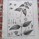 Stamped vintage botanical engraving plate natural history flowers