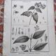Stamped vintage botanical engraving plate natural history flowers