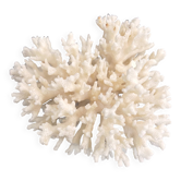 Ancient coral