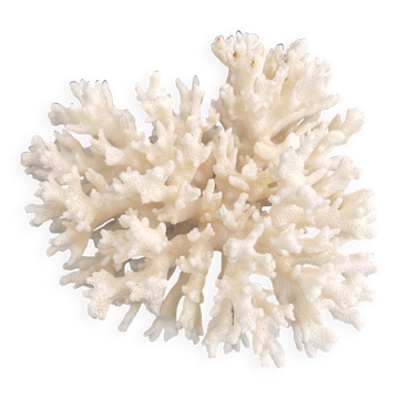 Corail ancien