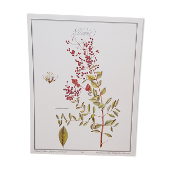 Botanical board Henna