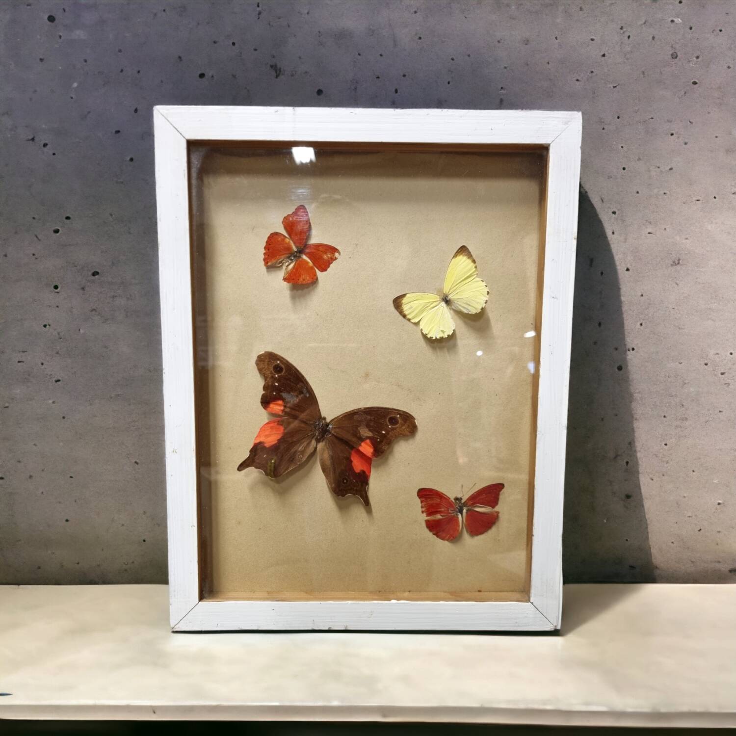 Butterfly entomology frame