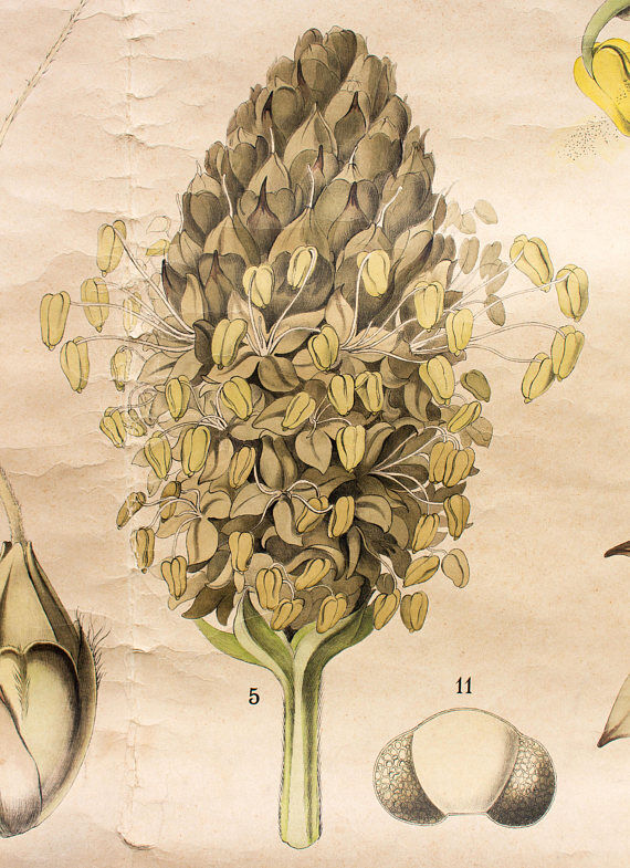 Biology of the flower, Ross, Morin, educational grid, 1900