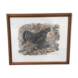 Original engraving by Robert Hainard