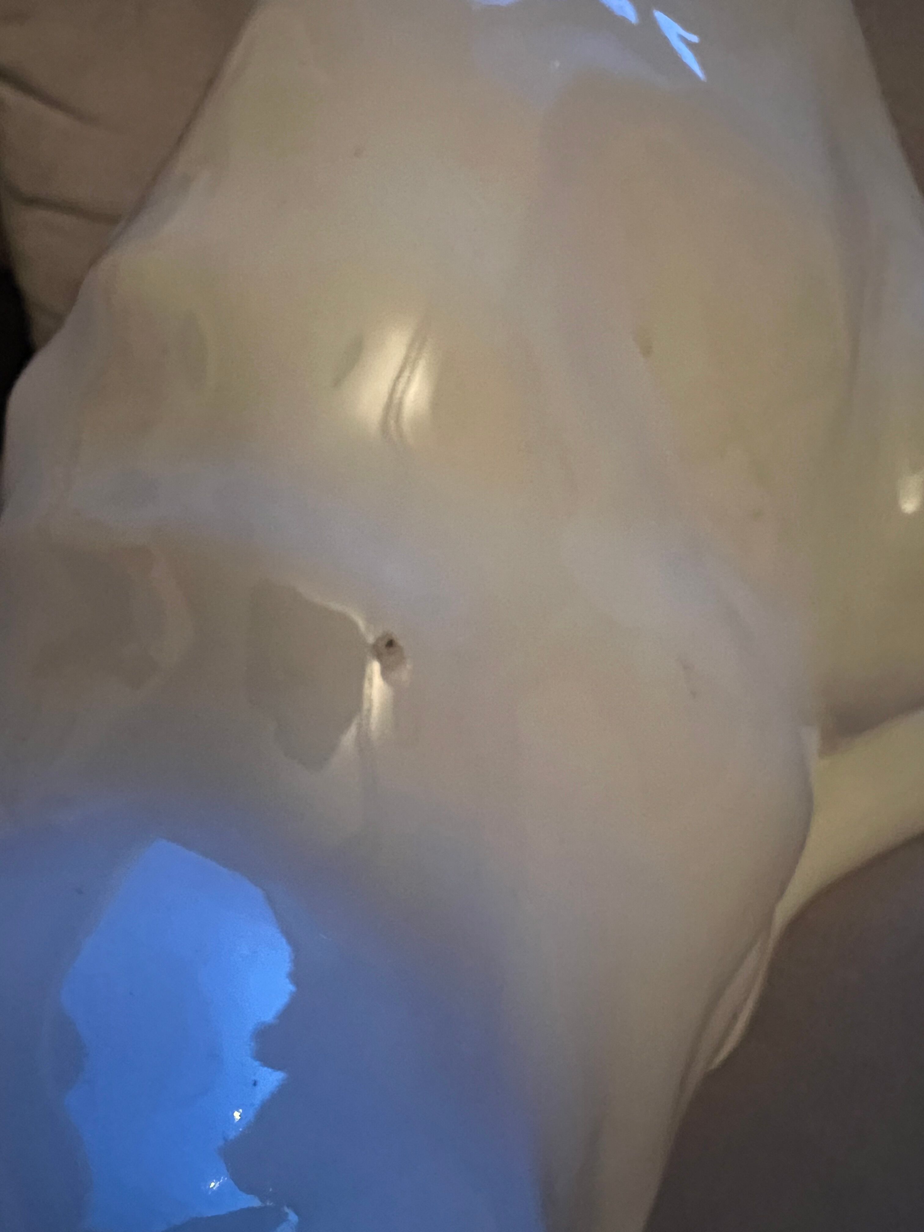 Chat porcelain Wiener Kunstkeramische Werkstätte 1900s