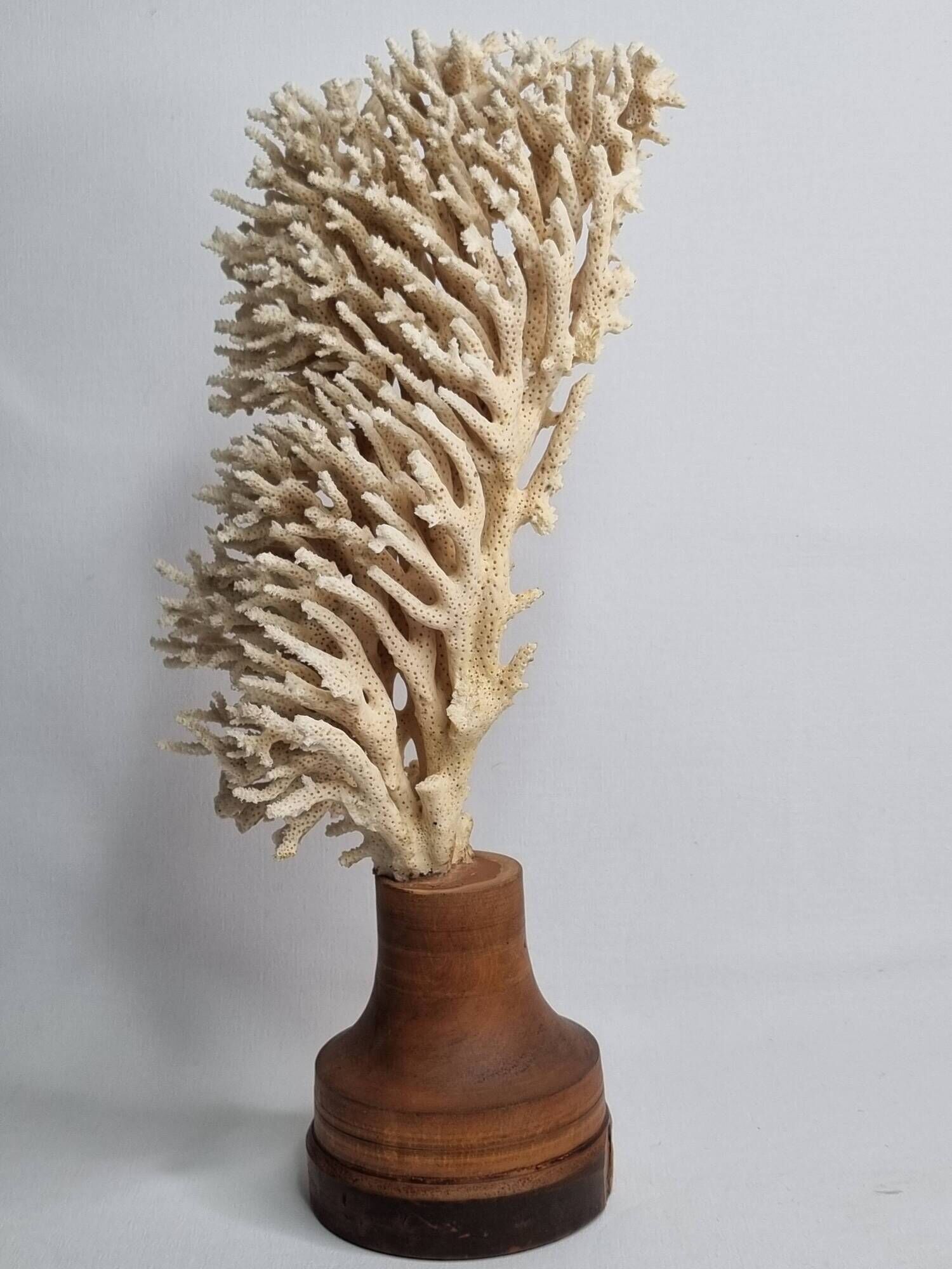 Antique natural coral on turned wooden base, 38 cm