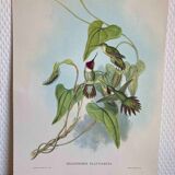 Ornithological board Colibri