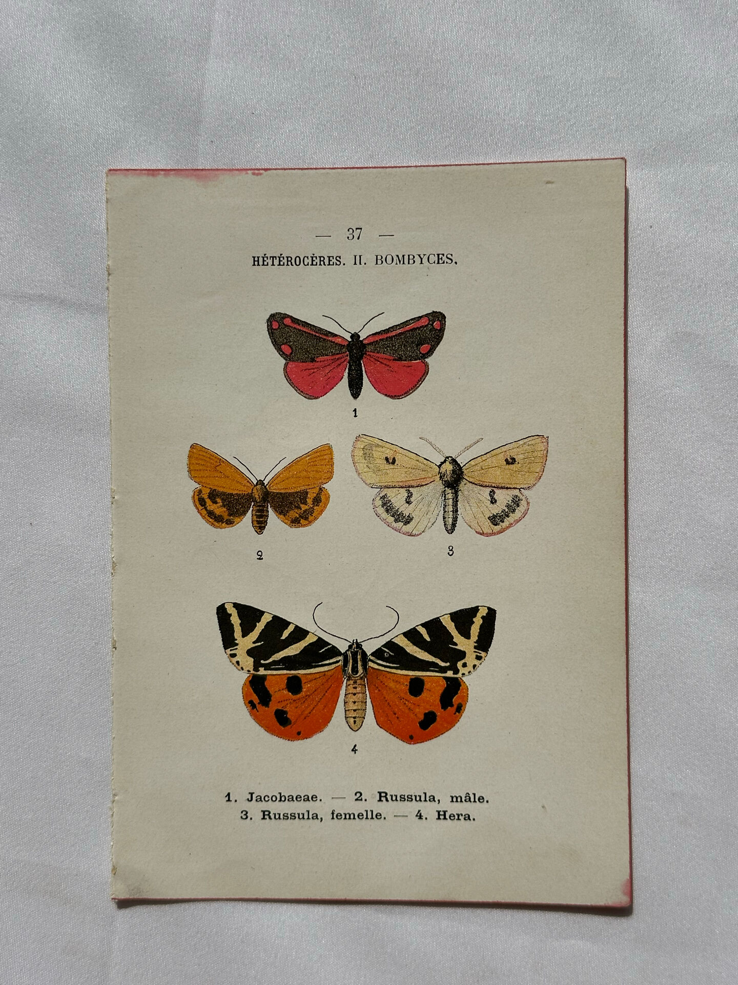 Naturalist engraving Butterfly 19th-century original botanical poster 1800