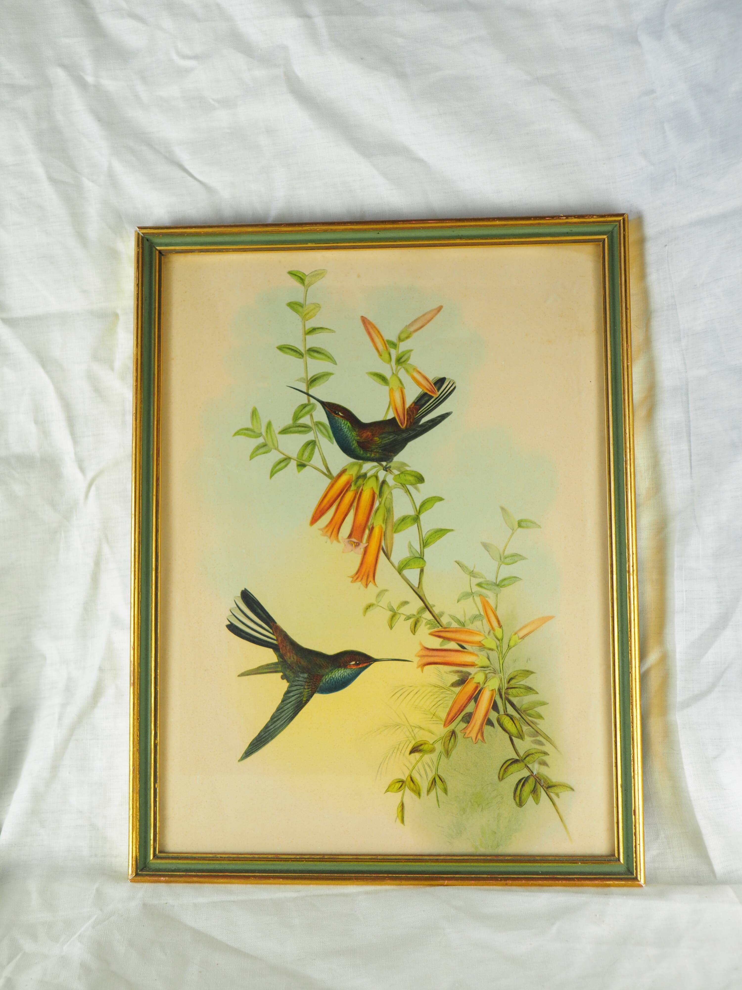 Lithography with Bouguer's Hummingbird foraging (Urochroa bougieri) - J. Gould and H.C. Richter - Mid-XIXth