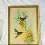 Lithography with Bouguer's Hummingbird foraging (Urochroa bougieri) - J. Gould and H.C. Richter - Mid-XIXth