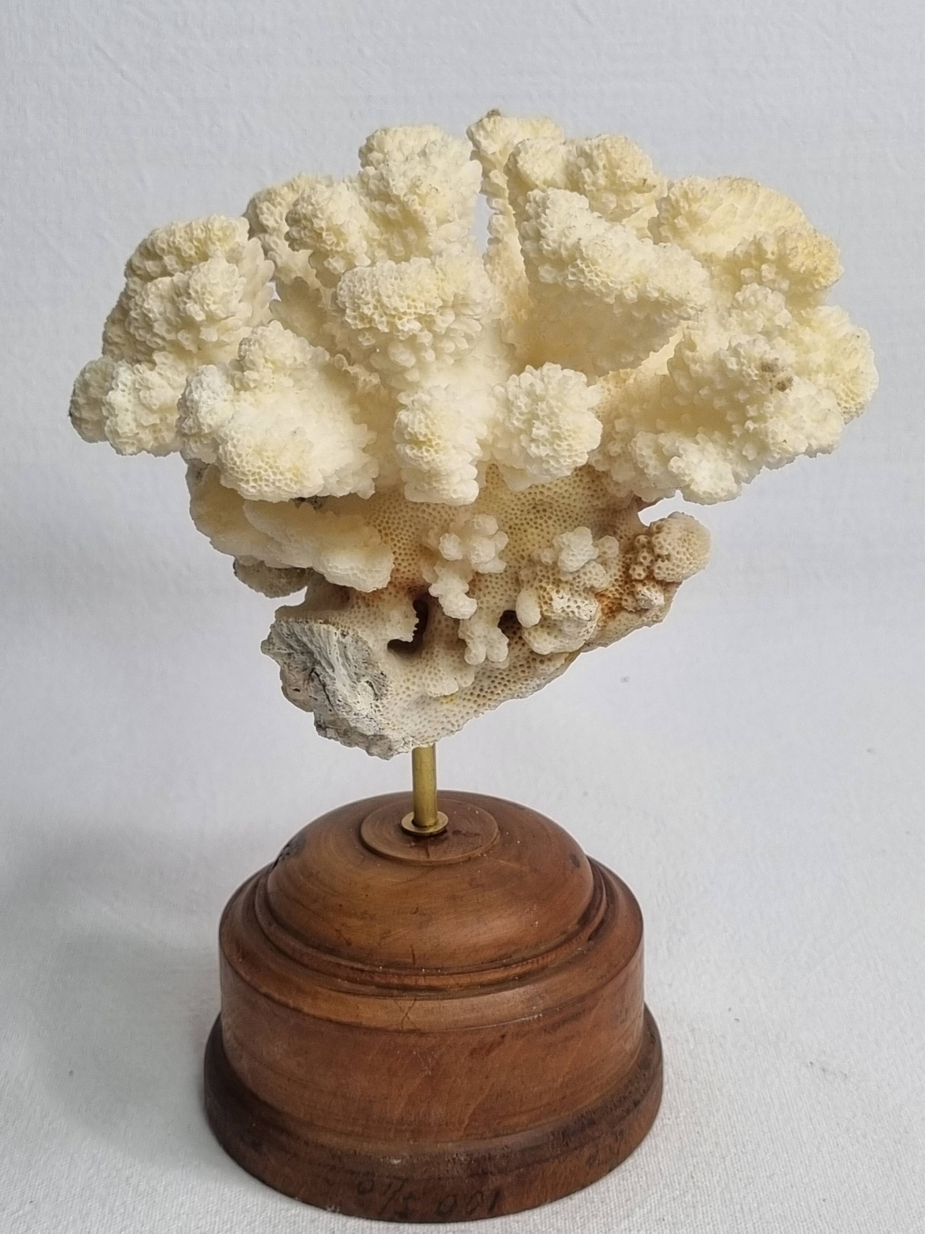 Antique natural coral mounted on turned wooden base, 17 cm