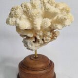 Antique natural coral mounted on turned wooden base, 17 cm