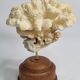 Antique natural coral mounted on turned wooden base, 17 cm