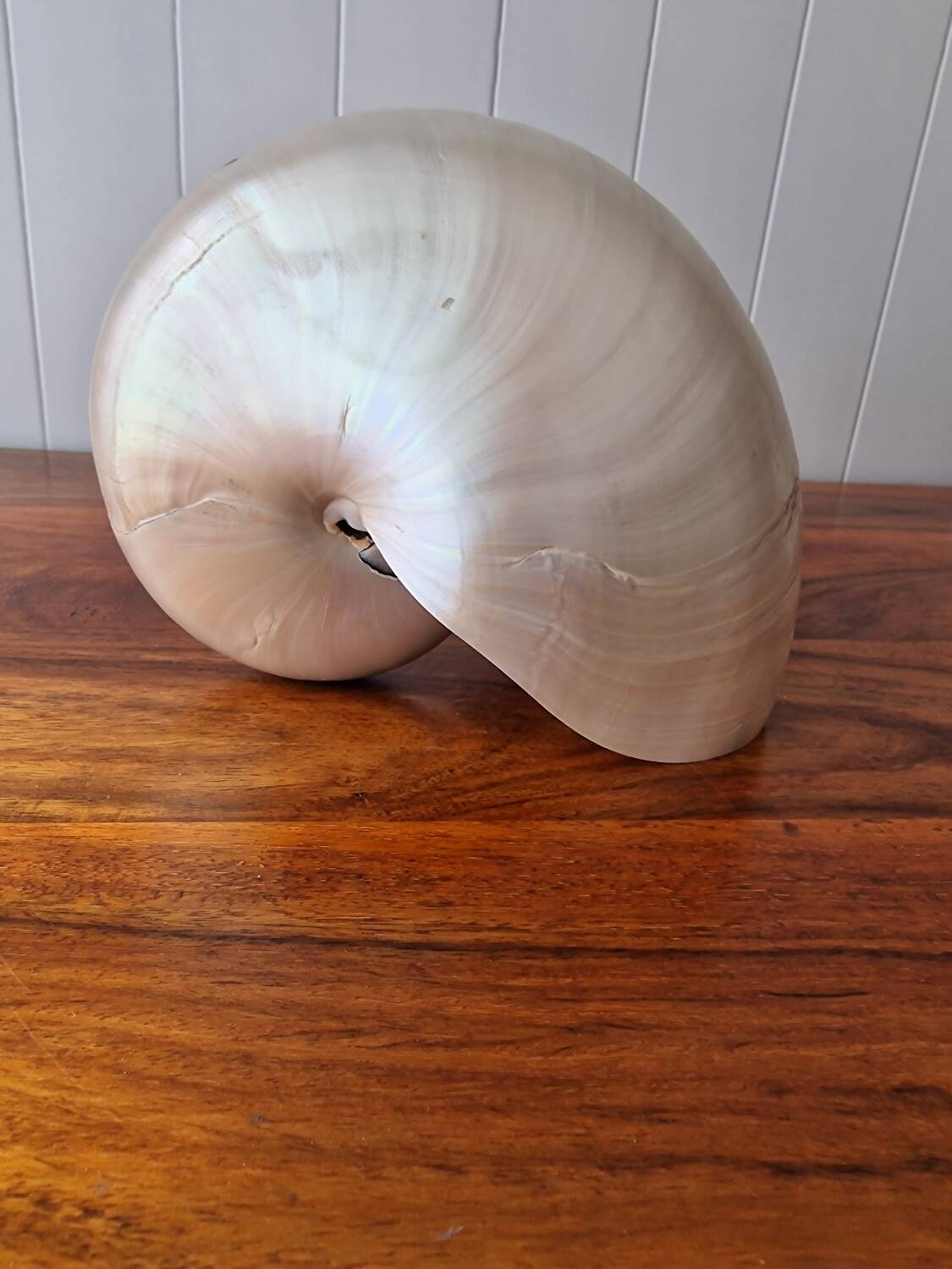 Nautilus Mother-of-pearl shell Nautilus