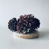 Large flat lentil vase