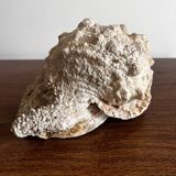 Ancient shell