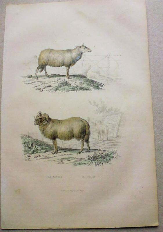 Engraving Buffon XIX Eme belier sheep countryside breeding plain shabby rustic chic farm